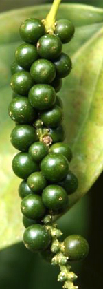 black pepper fruits cultivation